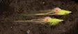 Ahrex NS150 Curved Shrimp - Meerforellenhaken - ns15010 - 4