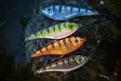 Buster Jerk Slow Sinking Monkey Lure Factory 2024 - Klassische Jerkbaits - 34002000 - 1