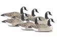 Final Approach Last Pass Floating Canada Geese 6pcs - Lockvögel - 712131970000 - 1