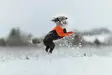 Non-stop Dogwear Protector Suit F Orange/Black - Hundewesten und -kleidung - 7071652045230 - 6