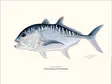 Sakke Yrjölä 30x40cm -juliste Giant Trevally GT - Drucksachen - 6430048501100 - 1