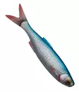 Savage Gear Craft Dying Minnow 7,5cm 5kp - Weichköder für das Vertikalangeln - 28022021210 - 3