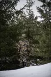 Swedteam Ridge Women's Hunting Jacket Desolve Veil - Jagdjacken für Frauen - 7330144008390 - 4