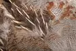 Wapsi #1 Hungarian Partridge Skin - Häute, Flügel und Köpfe - 762820008690 - 2