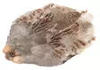 Wapsi #1 Hungarian Partridge Skin - Häute, Flügel und Köpfe - 762820008690 - 1