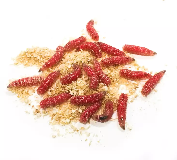 Kärpäsentoukka Punainen - Köder - 7340010384640 - 1