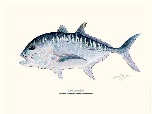 Sakke Yrjölä 30x40cm -juliste Giant Trevally GT - Drucksachen - 6430048501100 - 1