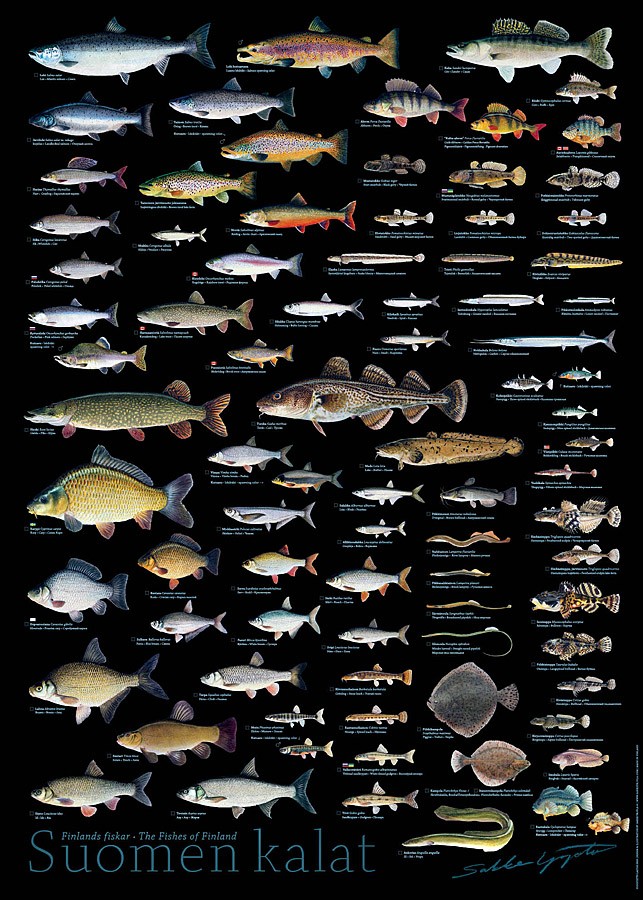 Sakke Yrjölä Juliste 50x70cm Suomen Kala - Drucksachen - 6430048501759 - 1