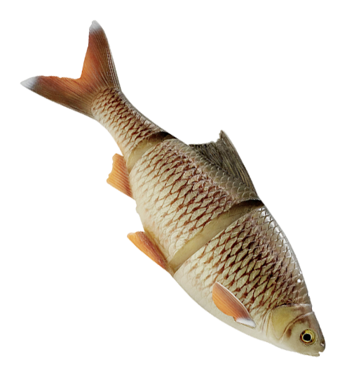 Savage Gear 4D Line Thru Roach 32cm 420g - Weichköder für Hechte über 100g - 0407202310 - 1