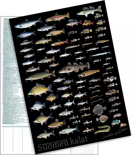 Sakke Yrjölä A4 card poster Suomen Kalat (dark background) - Drucksachen - 6430048501681 - 1