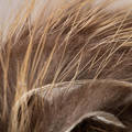 Silvergrey Nutria Zonker Strips - Zonkers - 40500200221 - 4