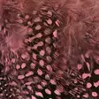 Strung Guinea Feathers - Andere Federn und Plüme - 40400400041 - 4