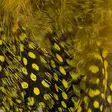 Strung Guinea Feathers - Andere Federn und Plüme - 40400400041 - 18