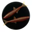Microbite Alburnus 40mm - Weichköder für das Vertikalangeln - 34003000551 - 8