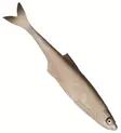 Sewro Custom Bait - Bleak Natural 12cm - Klassische Weichköder - 3005202131 - 6
