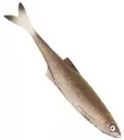 Sewro Custom Bait - Bleak Natural 12cm - Klassische Weichköder - 3005202131 - 4