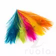 Peacock Eye Feathers - Andere Federn und Plüme - 40450300001 - 3