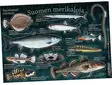 Suomen merikaloja - Kalatarrat - Drucksachen - 6430048500691 - 1