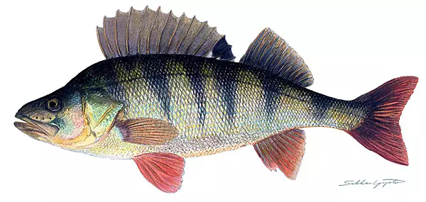 Sakke Yrjölä Kalapostikortti A65-kortti - Drucksachen - 131220201 - 1