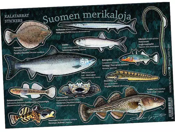 Suomen merikaloja - Kalatarrat - Drucksachen - 6430048500691 - 1