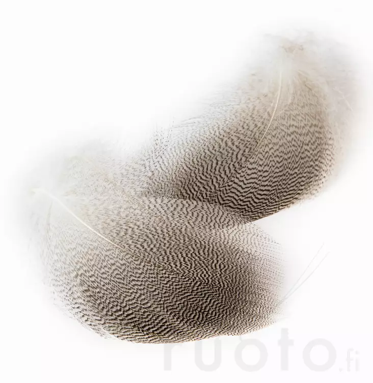 Veniard Mallard Drake Grey Flank - Klassische Feder - 5056304602261 - 1