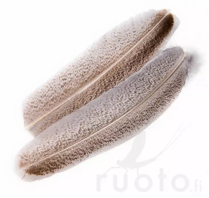Oak Mottled Turkey Wing Quills - Klassische Feder - 5056304606122 - 1