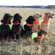Finnero Ukko Jagdweste Rot/Gelb - Hundewesten und -kleidung - 6438406007592 - 8