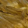 Futurefly Signature Soft Hackle - Hühnerhälse und Sattelfedern - 40350200222 - 5