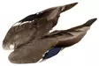 Veniard Mallard Duck Wings - Häute, Flügel und Köpfe - 5056304601943 - 1