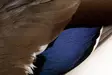 Veniard Mallard Duck Wings - Häute, Flügel und Köpfe - 5056304601943 - 3