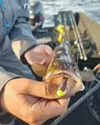 Yamamoto 3" Ned Senko Floater - Shads mit Schaufelschwanz - 173033032 - 10