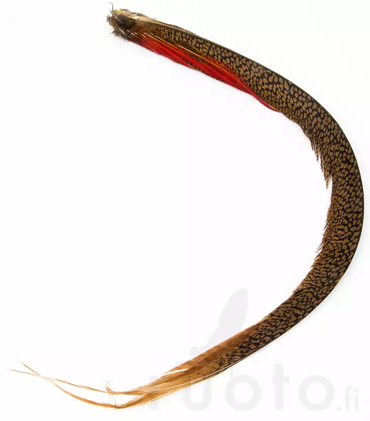 Golden Pheasant Complete Tail - Schwänze - 40450100022 - 2