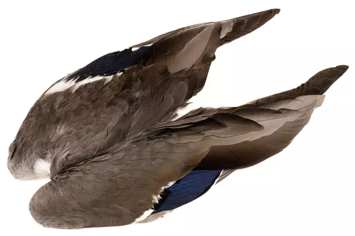 Veniard Mallard Duck Wings - Häute, Flügel und Köpfe - 5056304601943 - 1