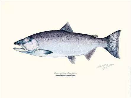 Sakke Yrjölä 30x40cm -juliste Kuningaslohi - Drucksachen - 6430048501063 - 1