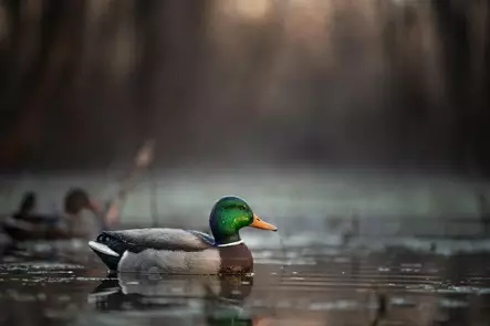 Zink Mallard Floater Decoys 6-pack - Lockvögel - 888151061183 - 2