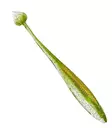 Illex Magic Finess Shad 13cm - Klassische Weichköder - 2612202313 - 3