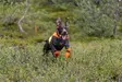 Non-stop Dogwear Protector Cover 2.0 Orange - Hundewesten und -kleidung - 7071652045513 - 4
