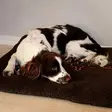 Swedteam Dog Mat 70x100cm Brown - Hundebetten - 7330144050283 - 4