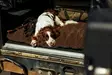 Swedteam Dog Mat 70x100cm Brown - Hundebetten - 7330144050283 - 3