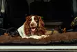 Swedteam Dog Mat 70x100cm Brown - Hundebetten - 7330144050283 - 2