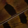 Wapsi Ringneck Tail Feathers - Schwänze - 404503000033 - 6