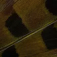 Wapsi Ringneck Tail Feathers - Schwänze - 404503000033 - 8
