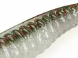 Z-Man Swimmin Trout Trick 8,7cm / 3,5" - Schwimmende Weichköder - 1601202223 - 5