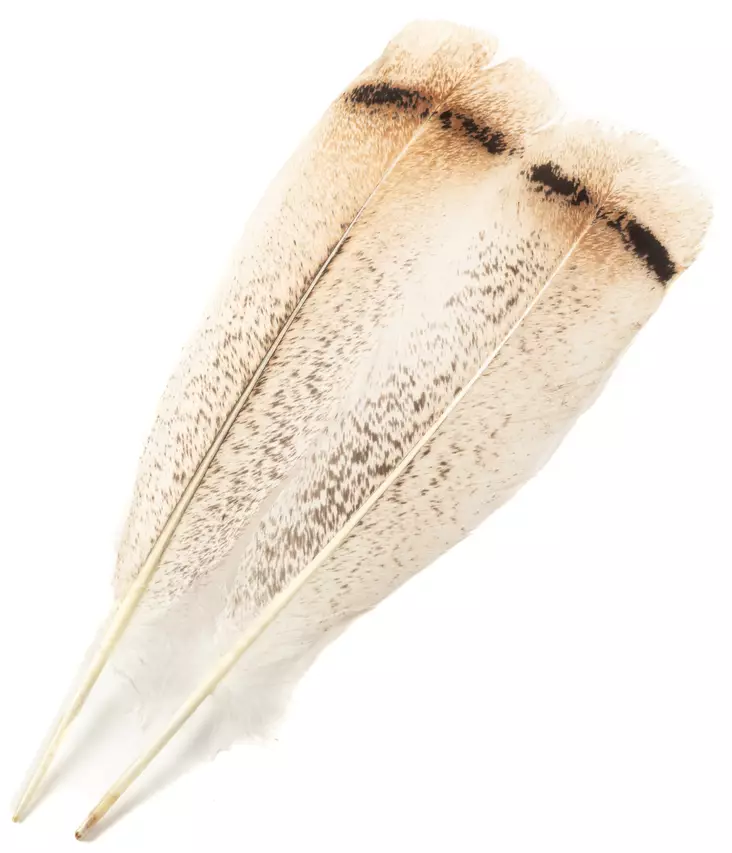 H.S.C. Turkey Tail Cream - Klassische Feder - 6438407010423 - 1