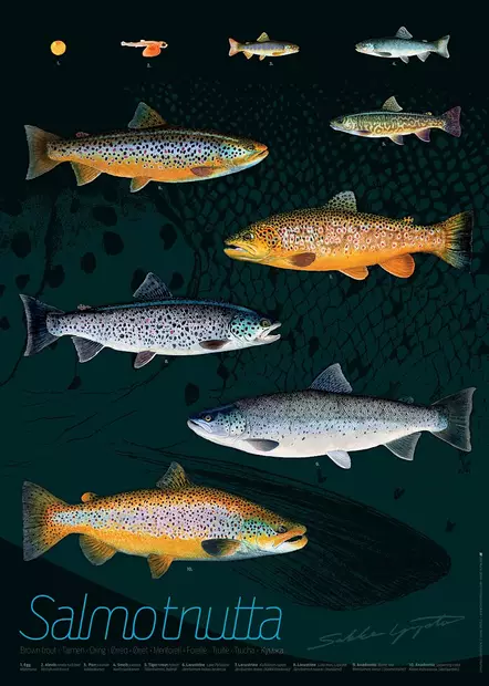 Sakke Yrjölä Juliste 50x70cm Taimen - Drucksachen - 6430048500684 - 1