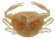 Berkley Gulp Saltwater Peeler Crab 2'' - Kreatur-Weichköder - 26102024 - 2
