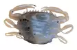 Berkley Gulp Saltwater Peeler Crab 2'' - Kreatur-Weichköder - 26102024 - 3