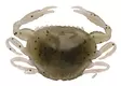 Berkley Gulp Saltwater Peeler Crab 2'' - Kreatur-Weichköder - 26102024 - 4