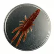 Microbite Decapod 5cm - Kreatur-Weichköder - 34003000054 - 8