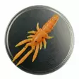 Microbite Decapod 5cm - Kreatur-Weichköder - 34003000054 - 10